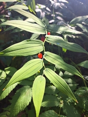 Streptopus amplexifolius