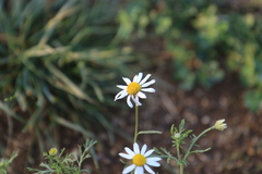 Anthemis cotula