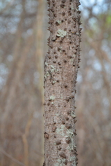 Hura polyandra