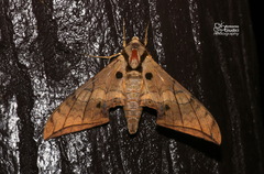 Ambulyx substrigilis