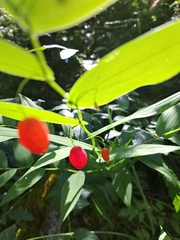 Streptopus amplexifolius