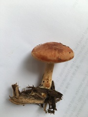 Gymnopilus liquiritiae