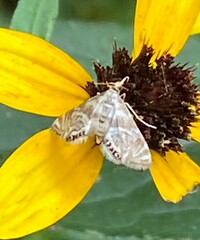Petrophila canadensis