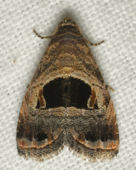 Tripudia rectangula