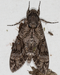 Agrius cingulata