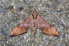 Ambulyx substrigilis