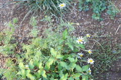 Anthemis cotula