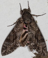 Agrius cingulata