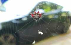 Gasteracantha cancriformis