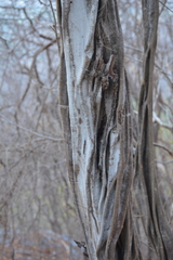 Haematoxylum brasiletto