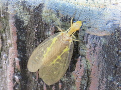 Protohermes costalis