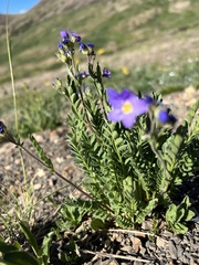 Polemonium pulcherrimum