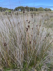 Juncus kraussii