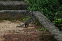 Otospermophilus variegatus