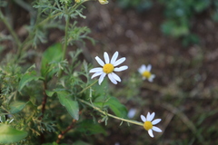 Anthemis cotula