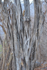 Haematoxylum brasiletto