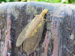 Protohermes costalis