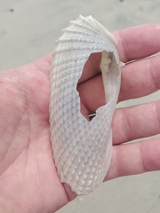 Cyrtopleura costata
