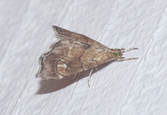 Scybalistodes periculosalis