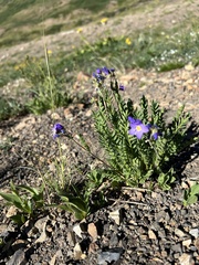 Polemonium pulcherrimum