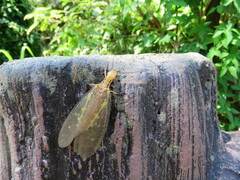 Protohermes costalis