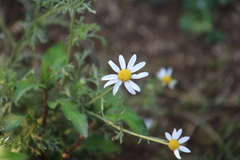 Anthemis cotula