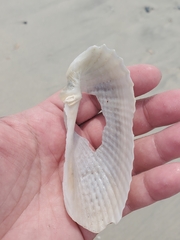 Cyrtopleura costata