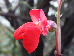 Phaseolus coccineus