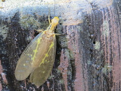 Protohermes costalis