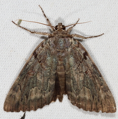 Catocala agrippina