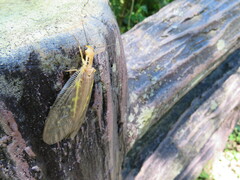 Protohermes costalis