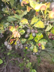Crataegus douglasii