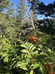 Sorbus scopulina