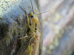 Protohermes costalis