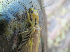 Protohermes costalis