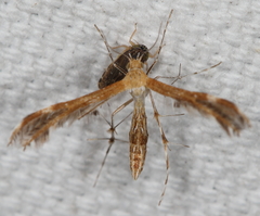 Dejongia californicus