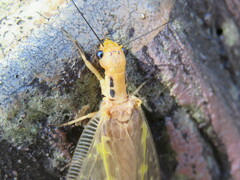 Protohermes costalis