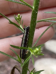 Spodoptera ornithogalli