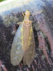 Protohermes costalis