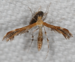 Dejongia californicus