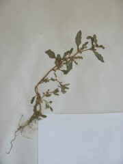 Oxybasis glauca glauca