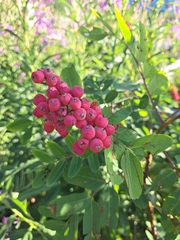 Sorbus sitchensis