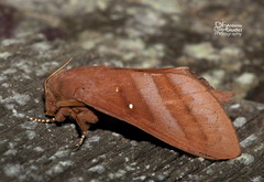 Kunugia austroplacida