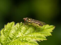 Melanostoma mellinum