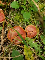 Hygrocybe miniata