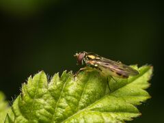 Melanostoma mellinum