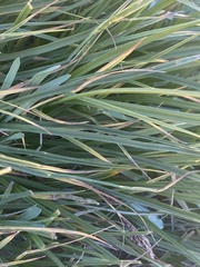 Carex spectabilis