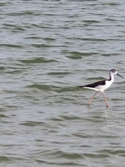 Himantopus mexicanus