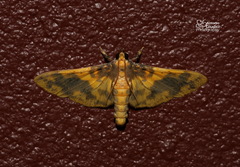 Pachynoa thoosalis