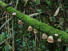Auricularia nigricans